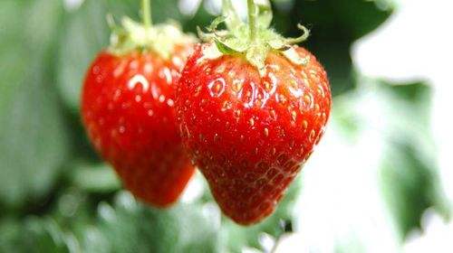 草莓不能与什么同吃 什么人不能吃草莓