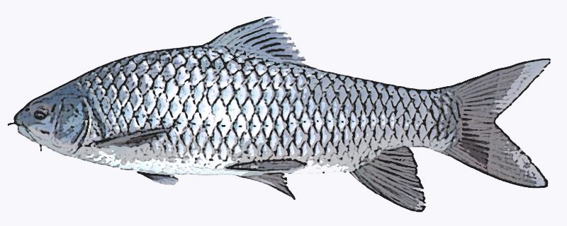 松鼠桂鱼是什么鱼