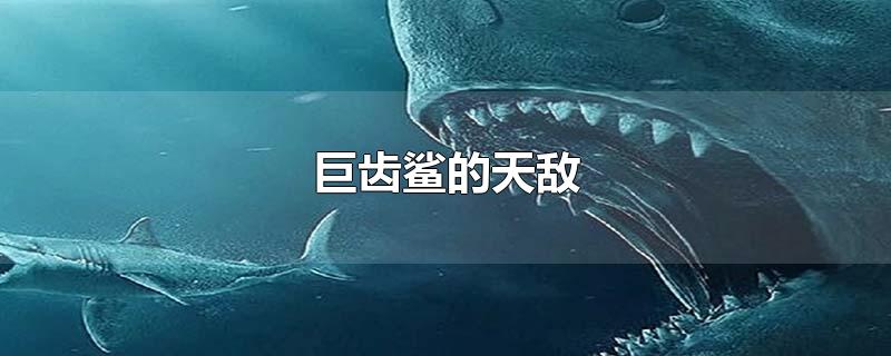 巨齿鲨的天敌图片