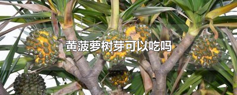 黄菠萝树芽图片