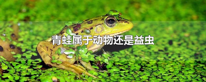 青蛙属于动物还是益虫-最新青蛙属于动物还是益虫整理解答