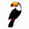 Toucan