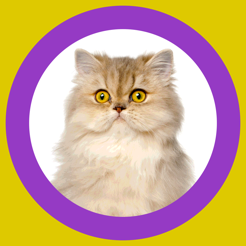 ‎Cat Show 360x